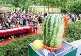 寿光市吃瓜娱乐工作室,揭秘瓜乡的欢乐生活圈